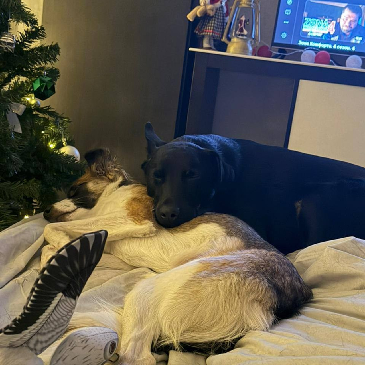 Уже дома. Забери домой друга