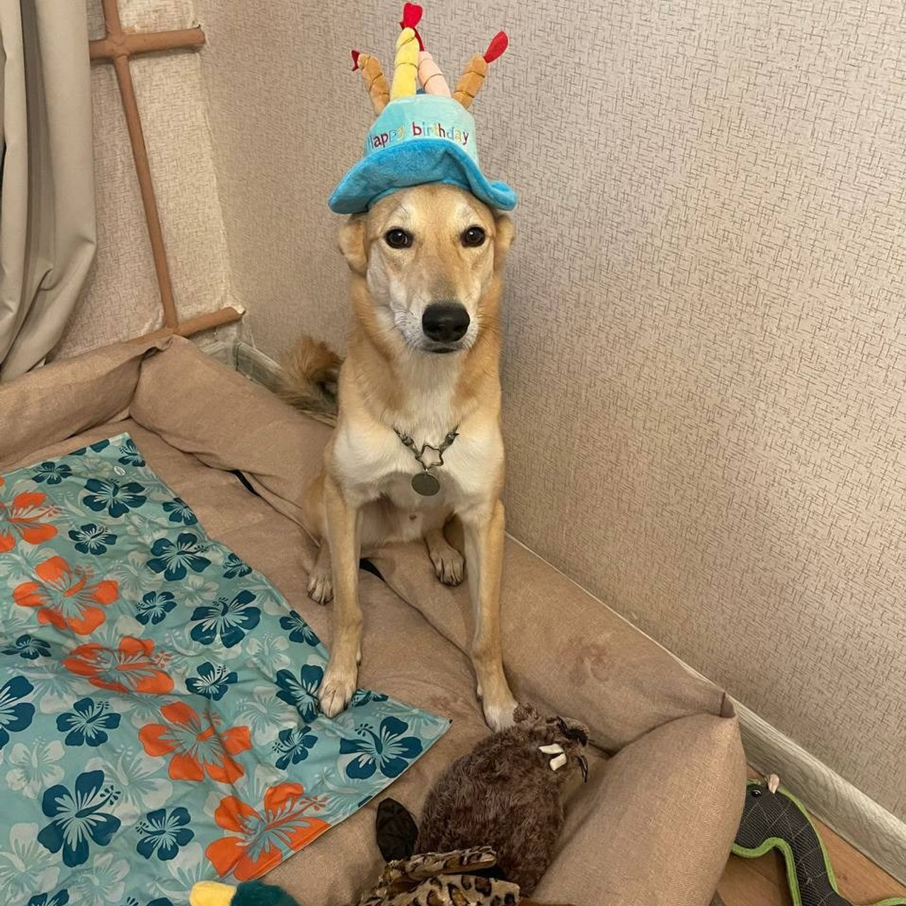 Уже дома. Забери домой друга