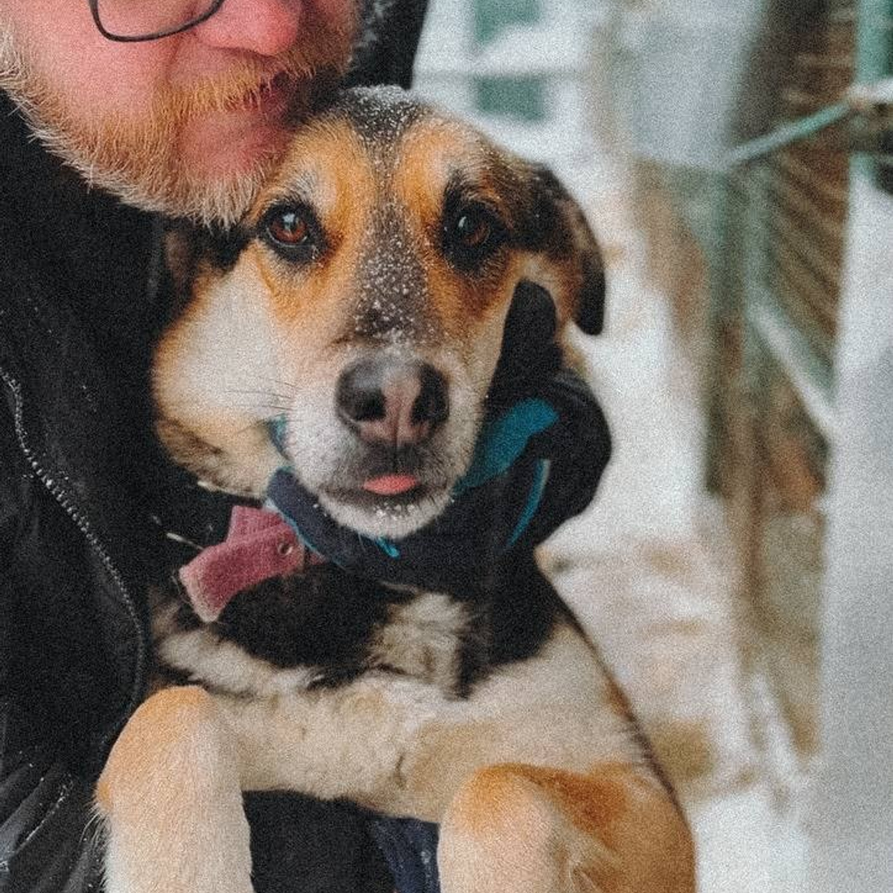 Прогулки и волонтерство. Забери домой друга