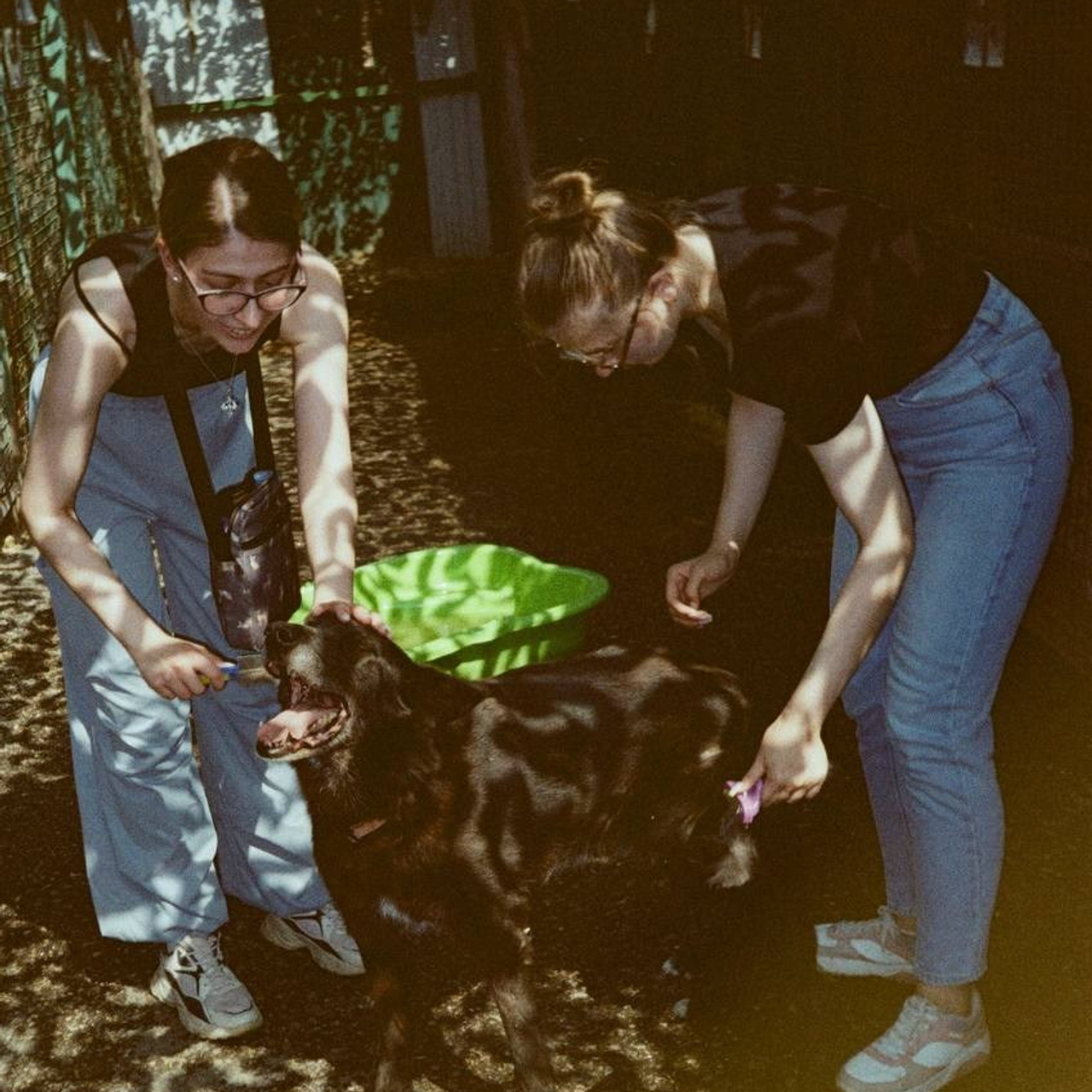 Прогулки и волонтерство. Забери домой друга