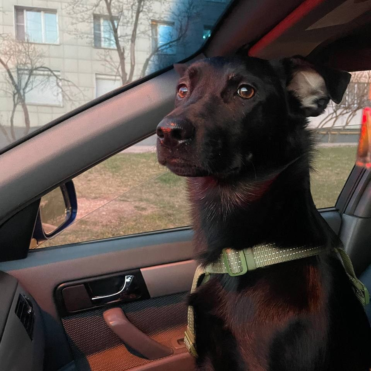 Уже дома. Забери домой друга