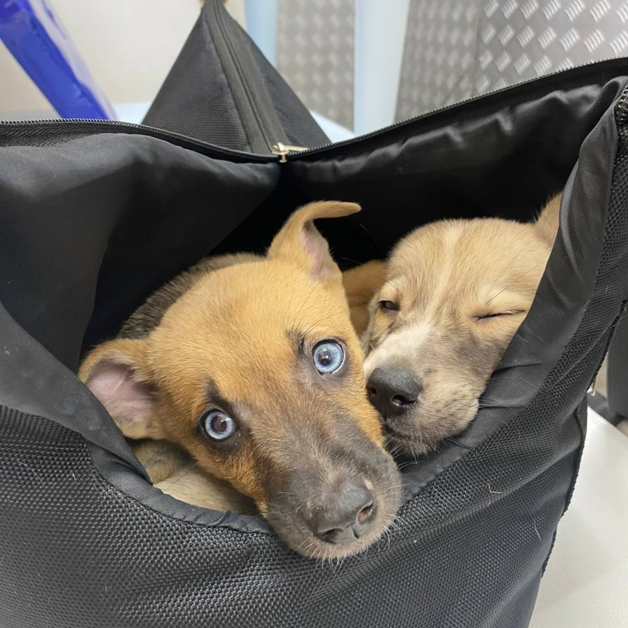 Прогулки и волонтерство. Забери домой друга