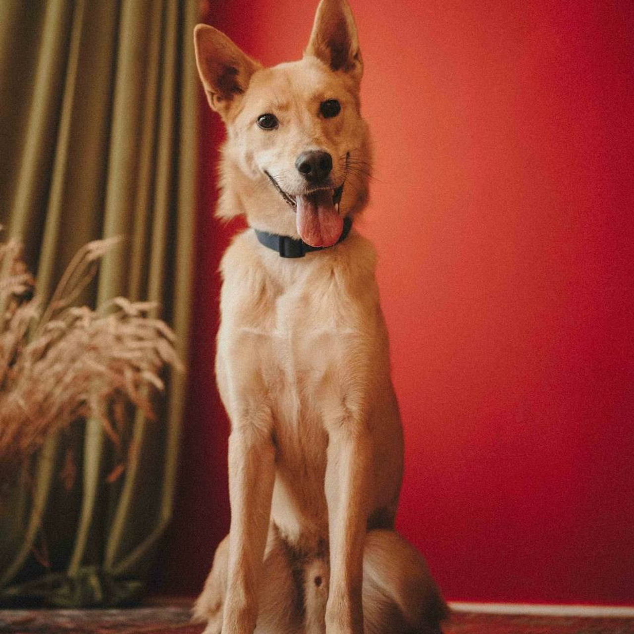 Ищут дом. Забери домой друга