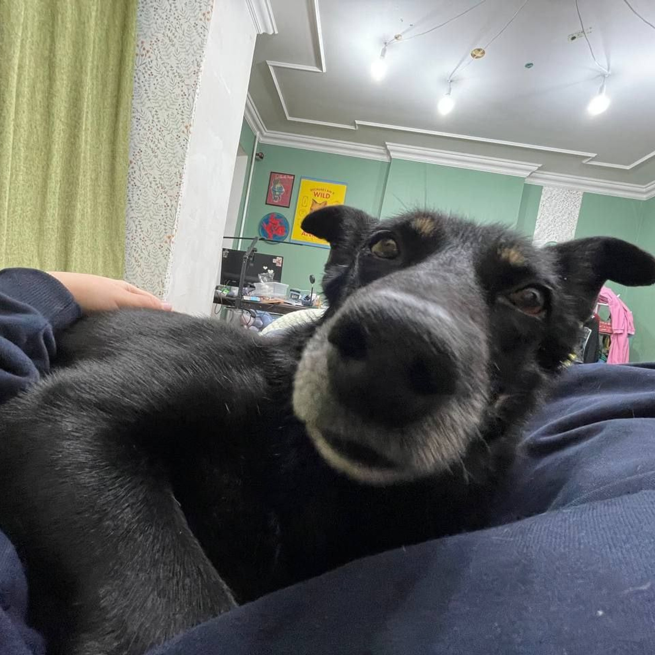 Уже дома. Забери домой друга