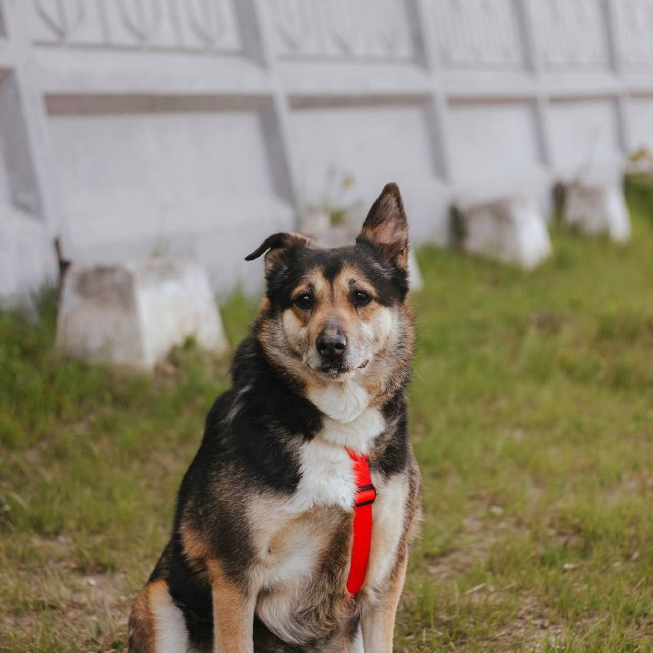 Ищут дом. Забери домой друга