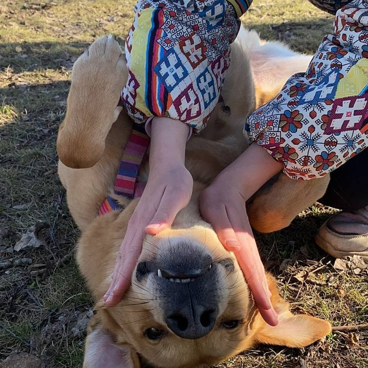 Прогулки и волонтерство. Забери домой друга