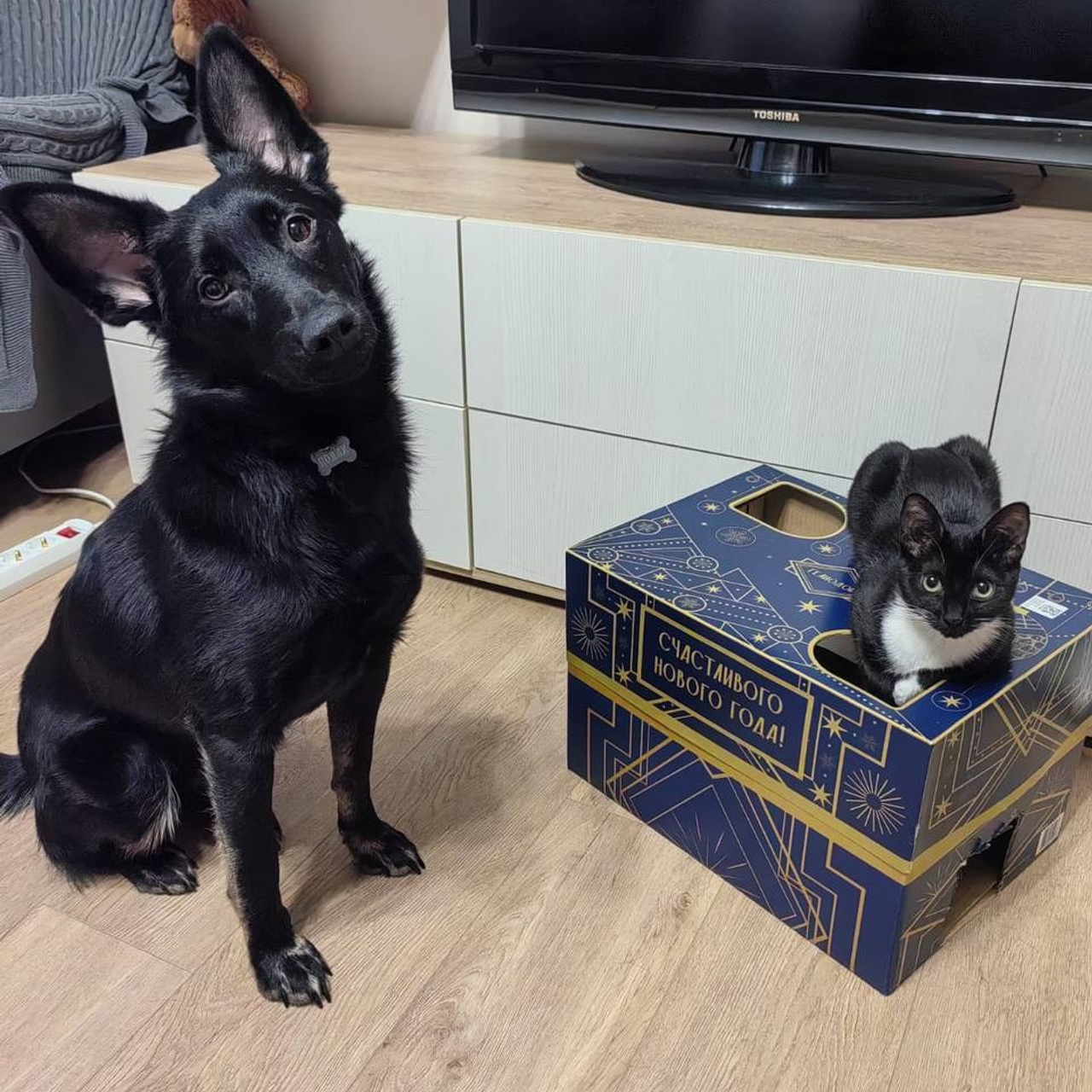 Уже дома. Забери домой друга