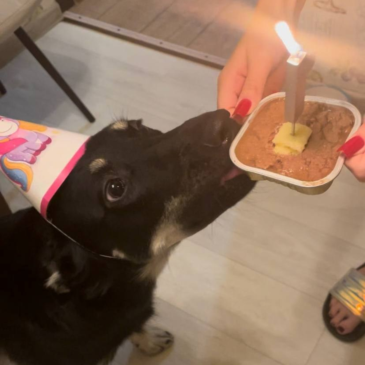 Уже дома. Забери домой друга