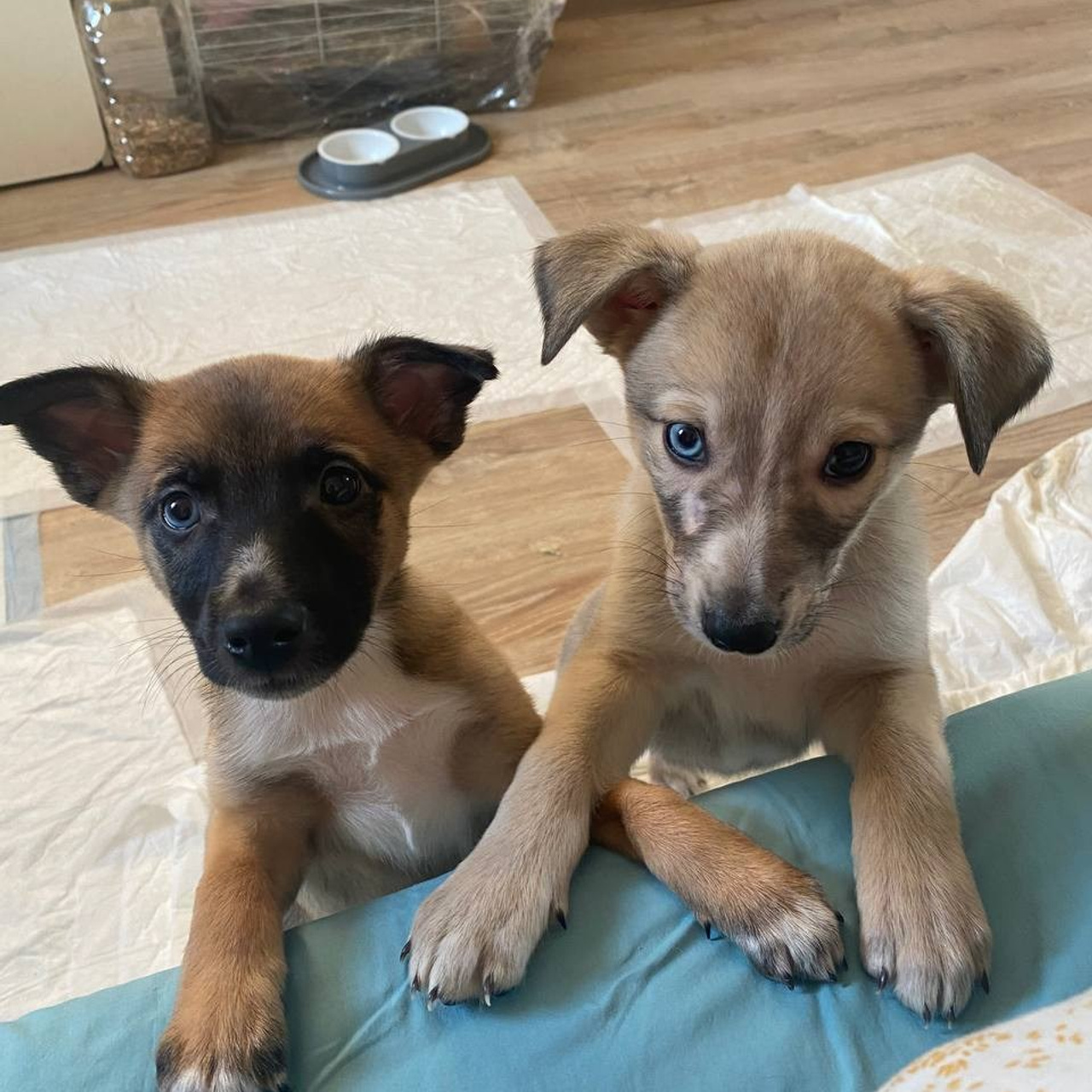 Прогулки и волонтерство. Забери домой друга