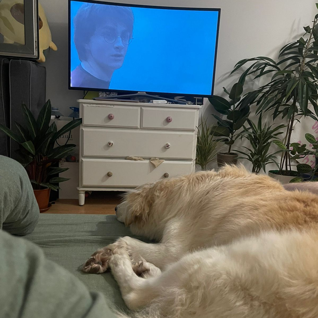 Уже дома. Забери домой друга