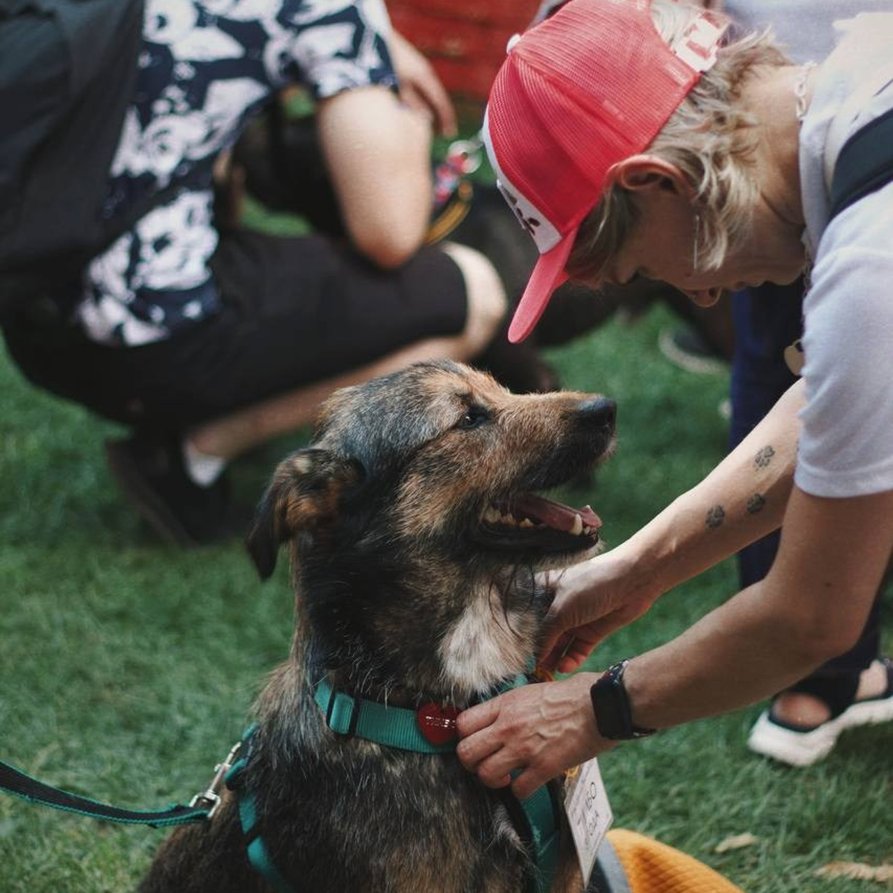 Прогулки и волонтерство. Забери домой друга