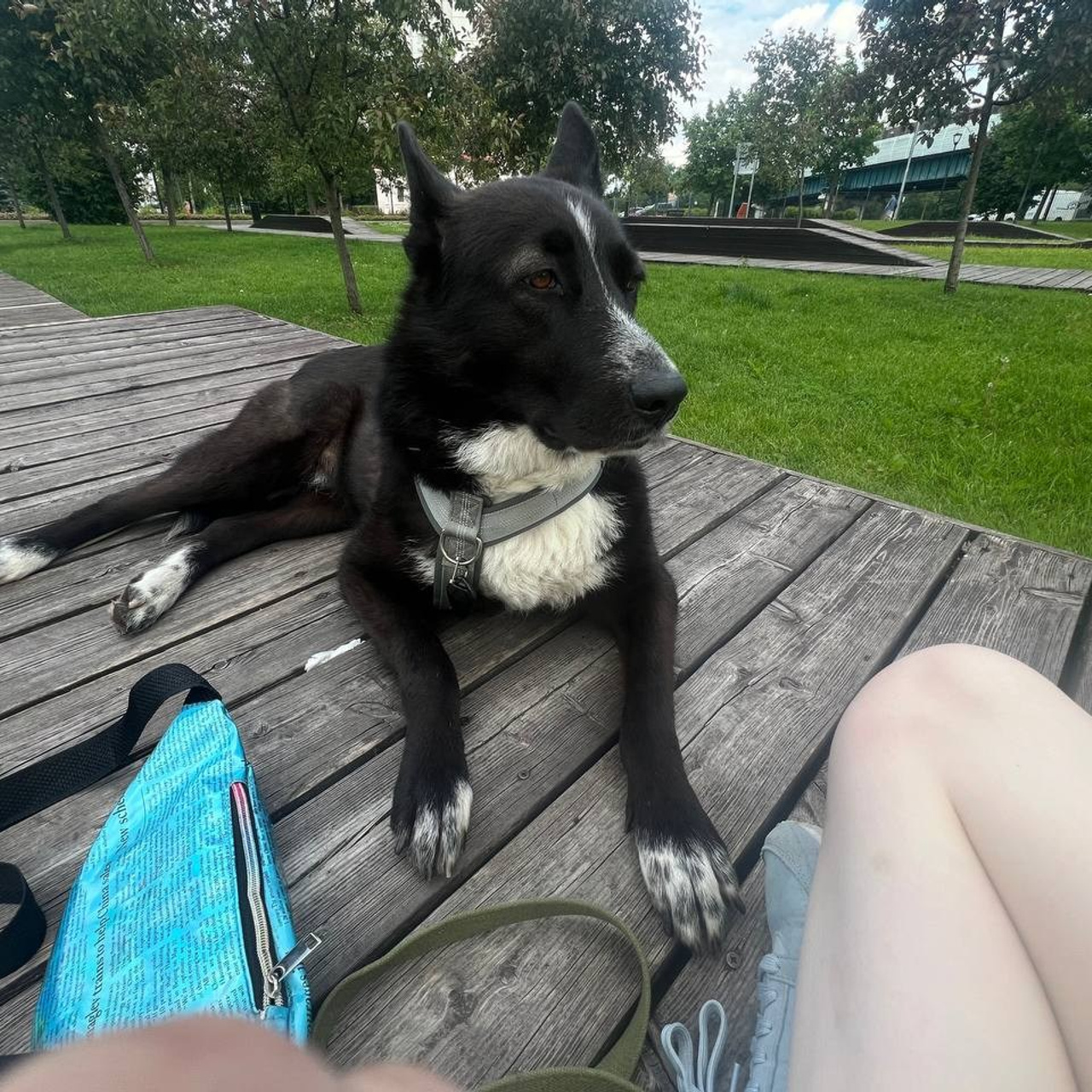 Уже дома. Забери домой друга