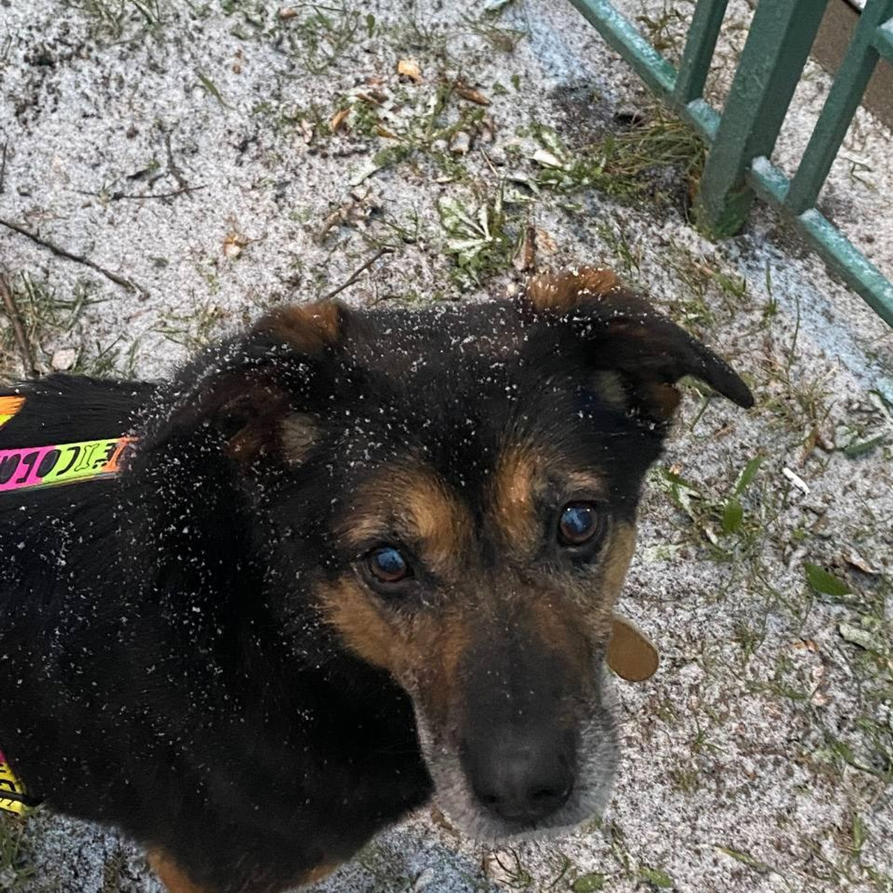 Уже дома. Забери домой друга