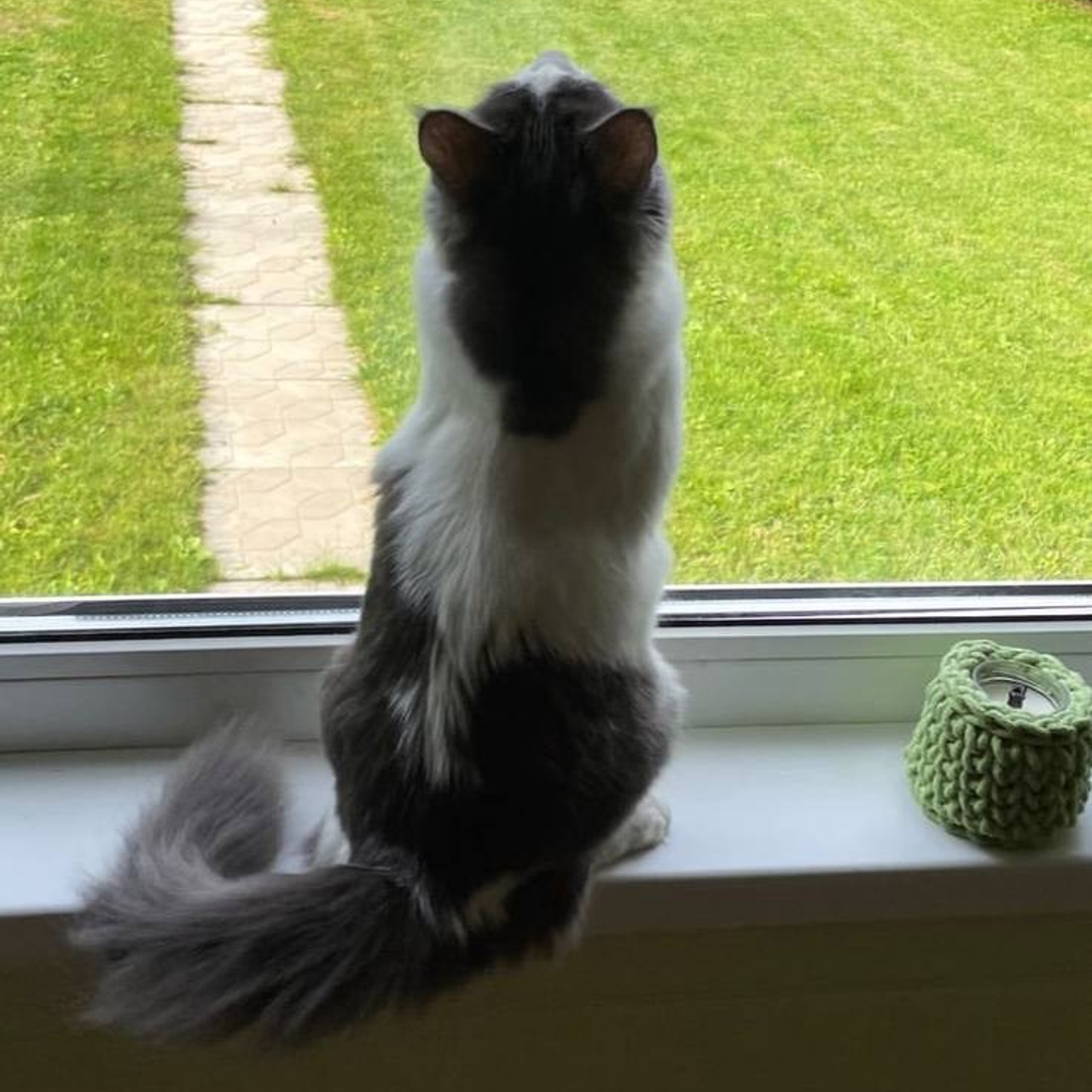 Уже дома. Забери домой друга