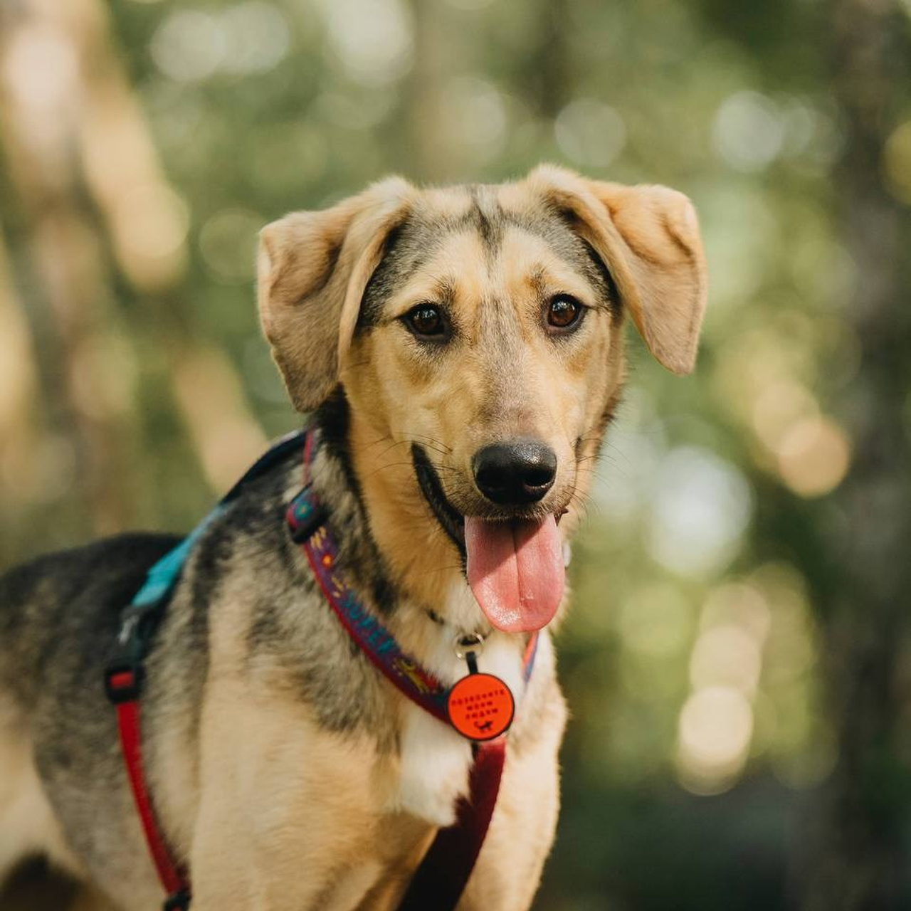 Ищут дом. Забери домой друга