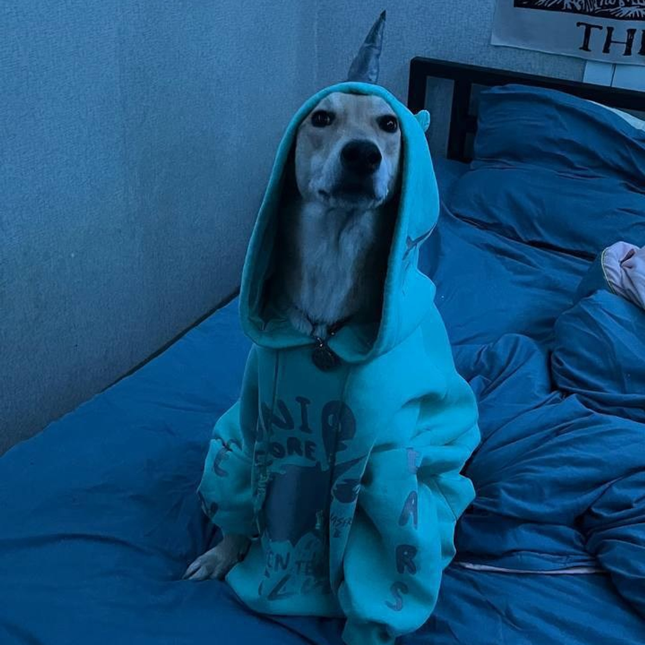 Уже дома. Забери домой друга