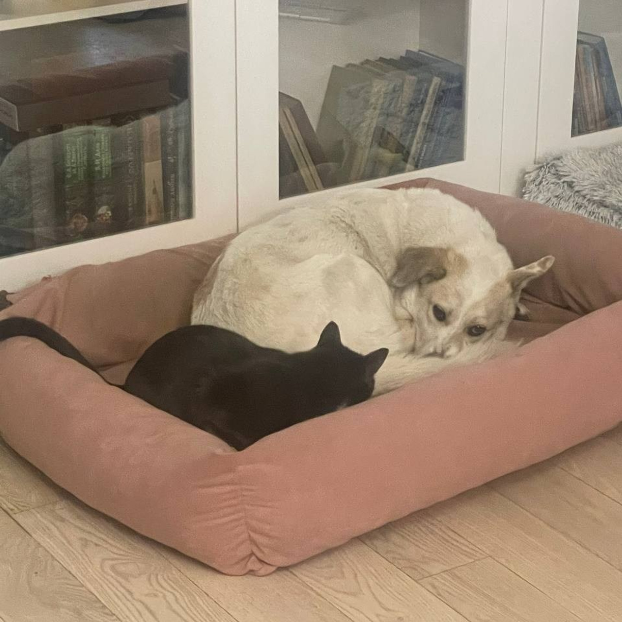 Уже дома. Забери домой друга