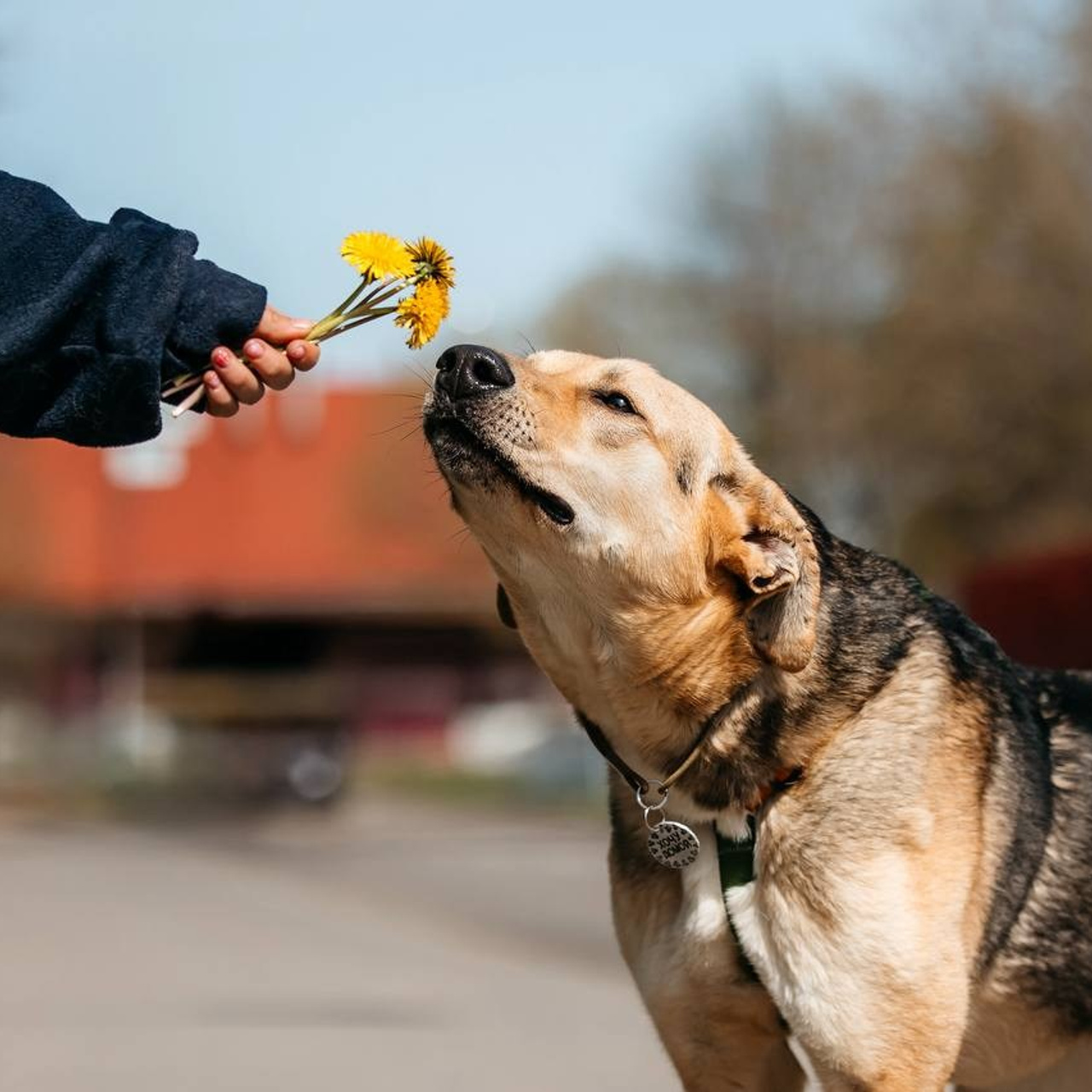 Ищут дом. Забери домой друга