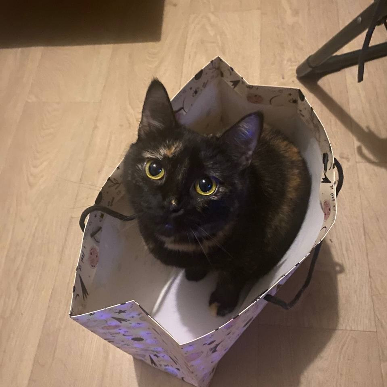 Уже дома. Забери домой друга