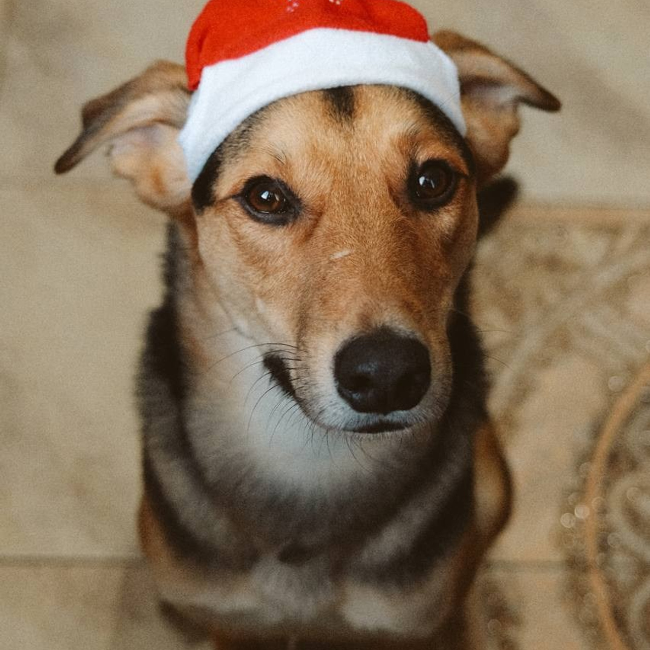 Уже дома. Забери домой друга