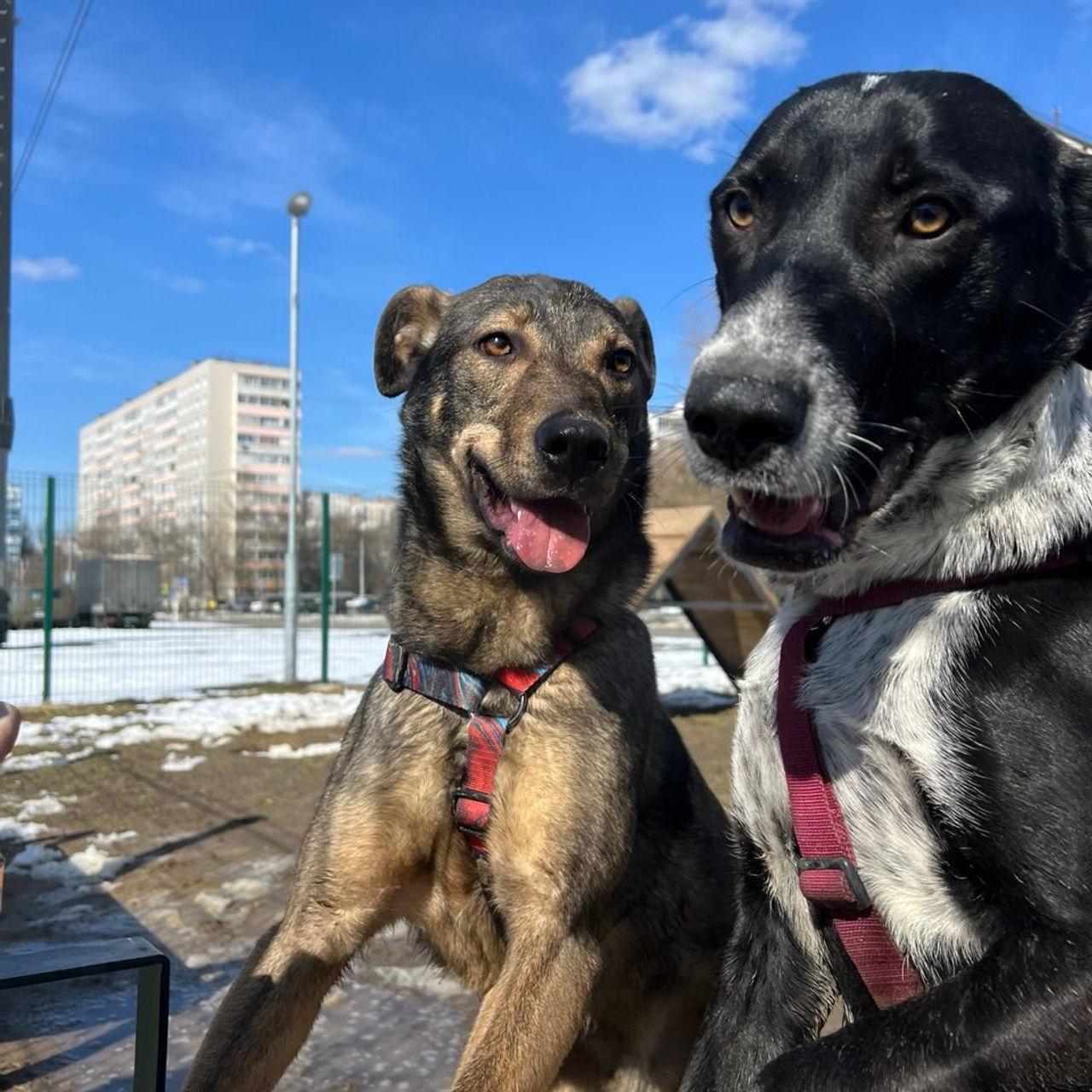 Прогулки и волонтерство. Забери домой друга