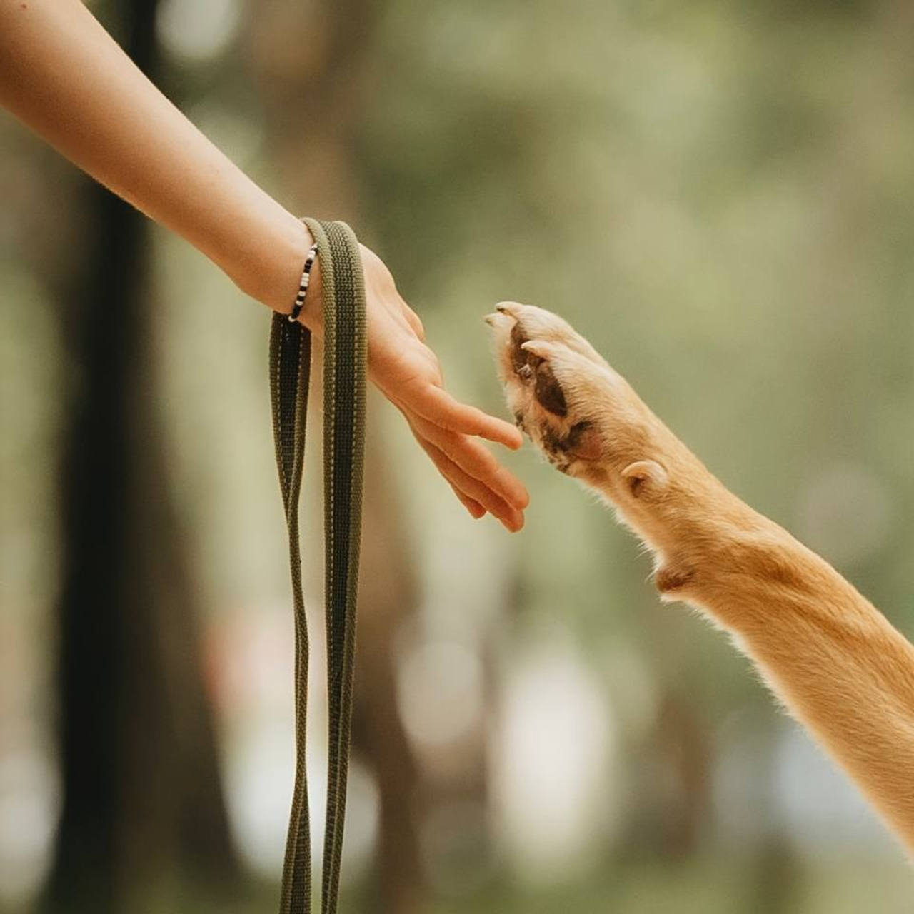 Прогулки и волонтерство. Забери домой друга