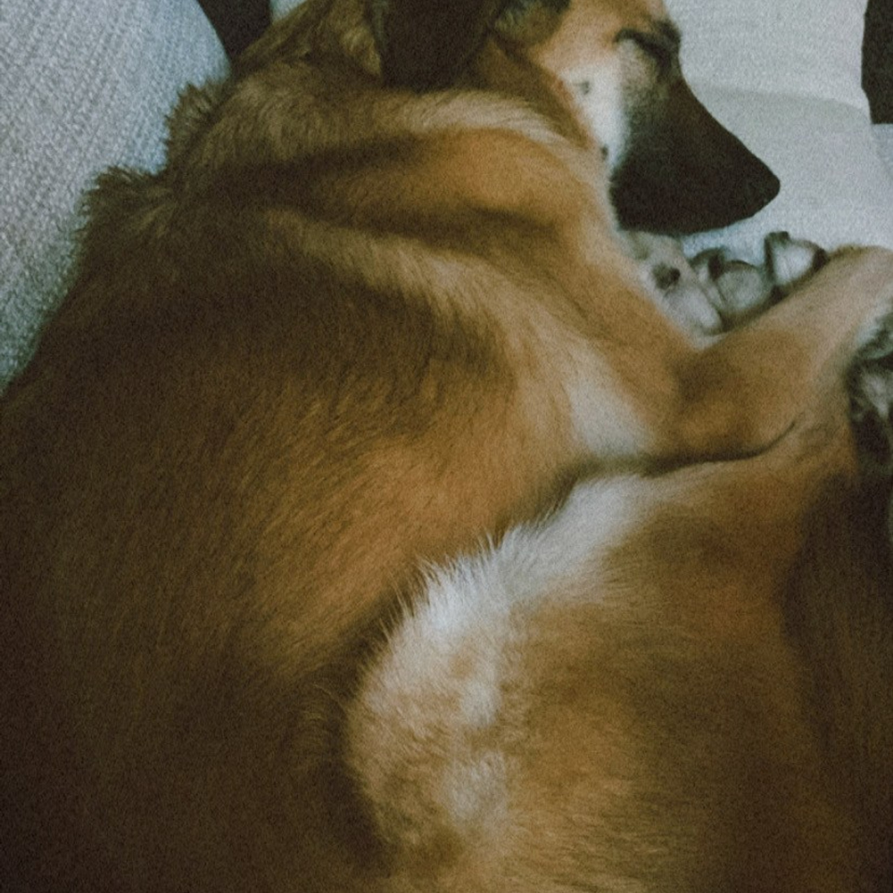 Уже дома. Забери домой друга