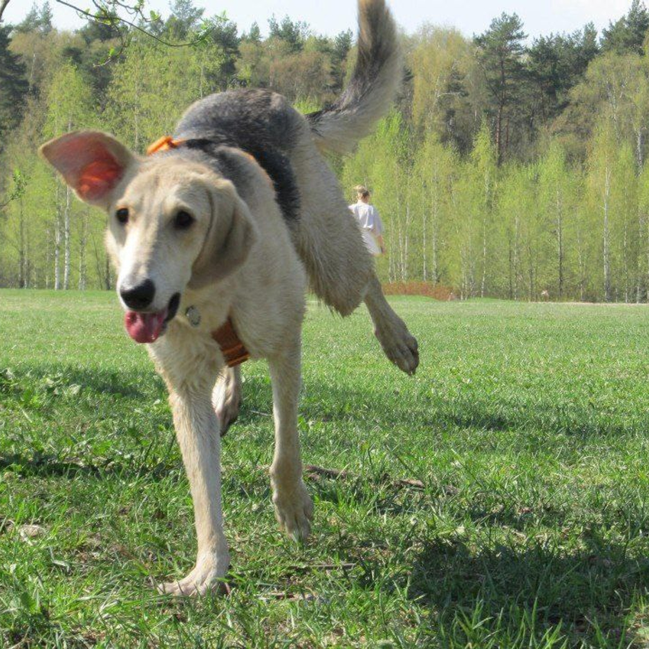 Уже дома. Забери домой друга