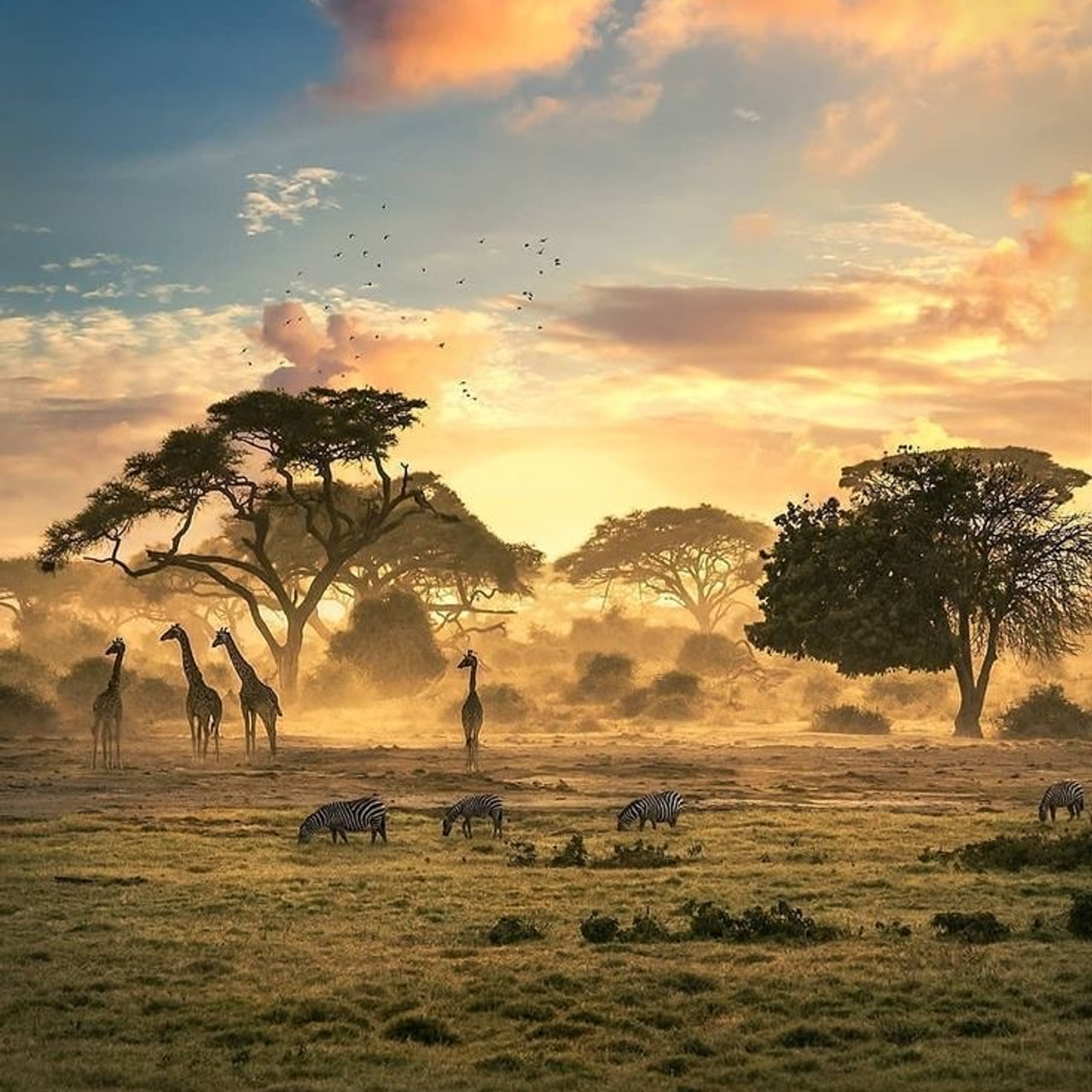 КЕНИЯ 20-26,03. Семейный фотограф, фотосессия беременности в Новосибирске Кристина Киб