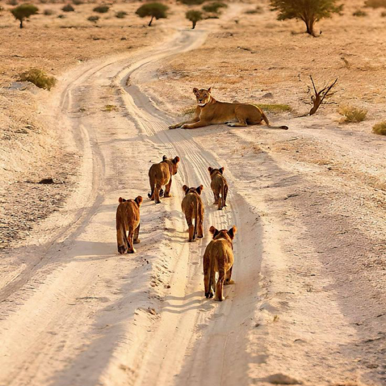 КЕНИЯ 20-26,03. Семейный фотограф, фотосессия беременности в Новосибирске Кристина Киб