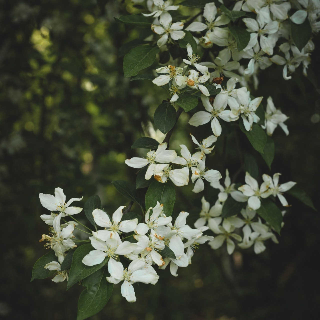 Отзывы. Фотограф Косинова Алёна