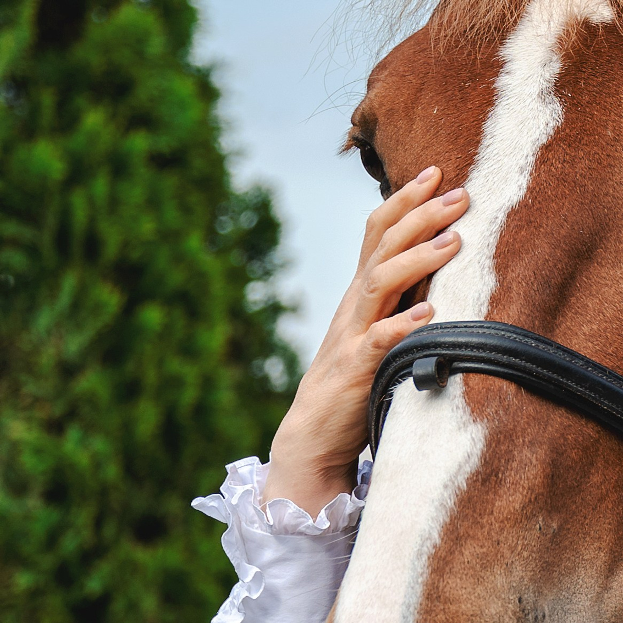 Отзывы клиентов. Конный портретный фотограф Наталья Шелест