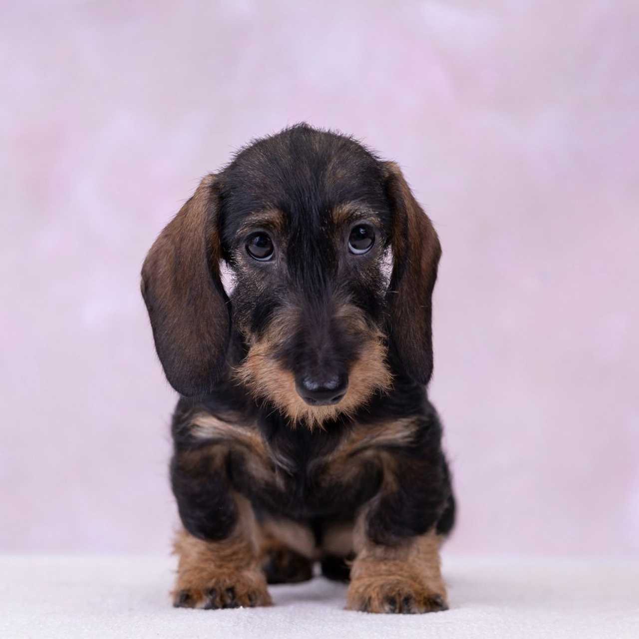 Отзывы. Фотограф анималист в Казани Алина Сулейманова. Фотограф животных