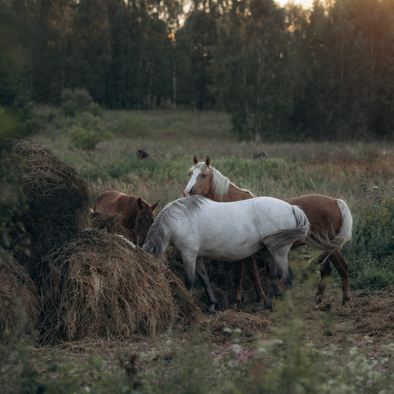 Отзывы. Фотограф анималист в Казани Алина Сулейманова. Фотограф животных