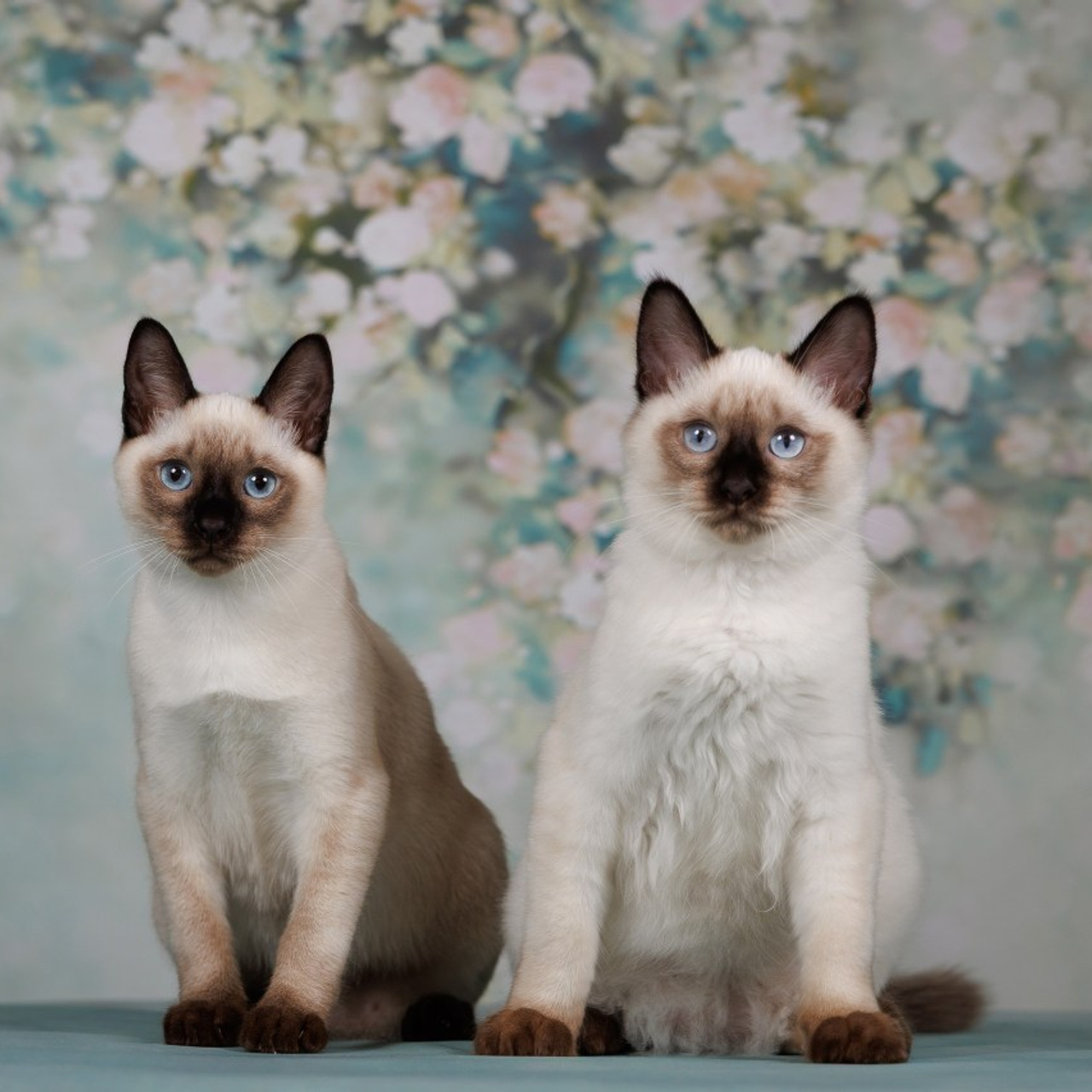 Отзывы. Фотограф анималист в Казани Алина Сулейманова. Фотограф животных