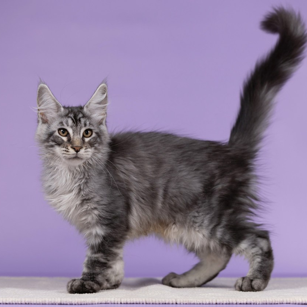 Отзывы. Фотограф анималист в Казани Алина Сулейманова. Фотограф животных