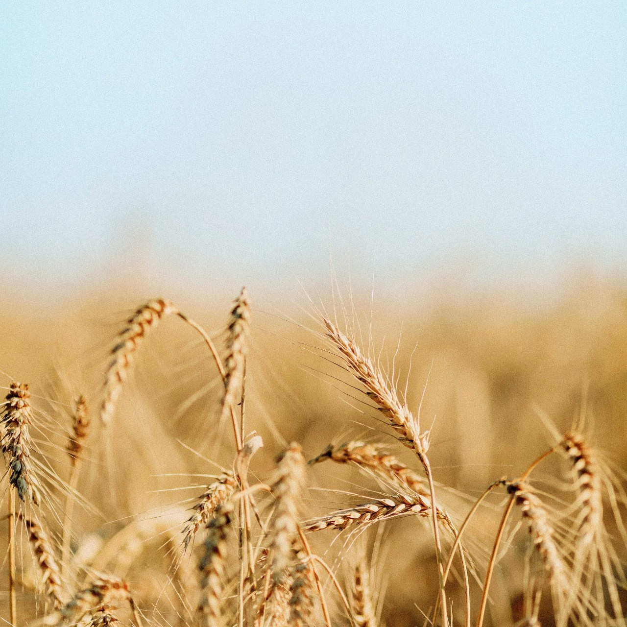 Отзывы. Выпускные альбомы в Зеленограде, Москве и МО