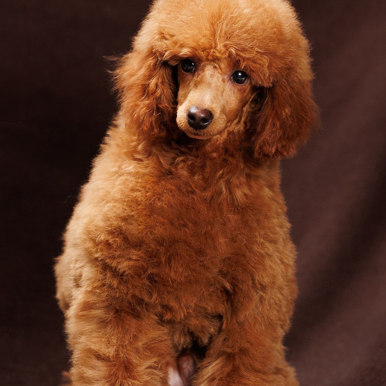 Отзывы. Фотограф-анималист в Москве Евгения Старостина