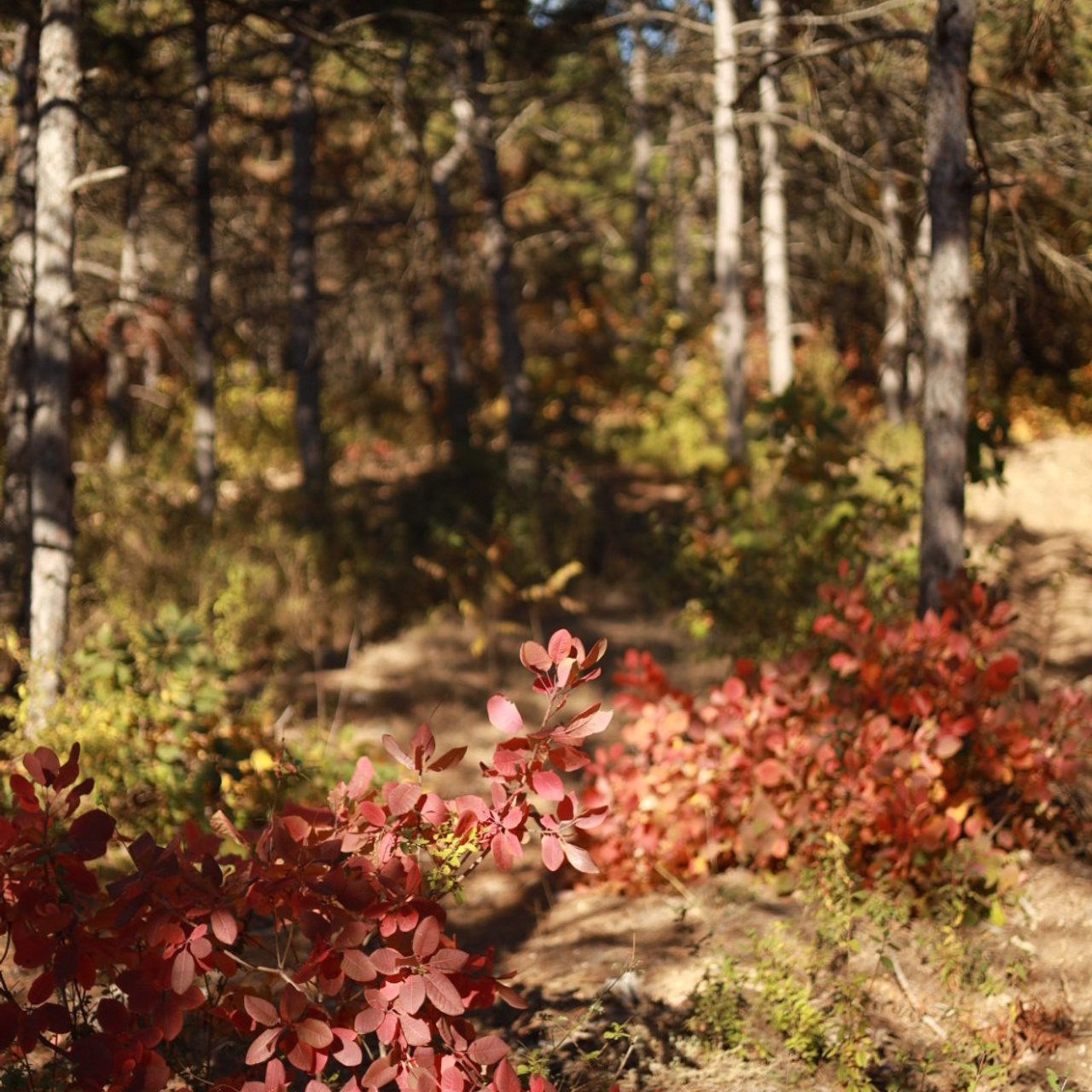 Отзывы. Семейный фотограф. Севастополь. Крым