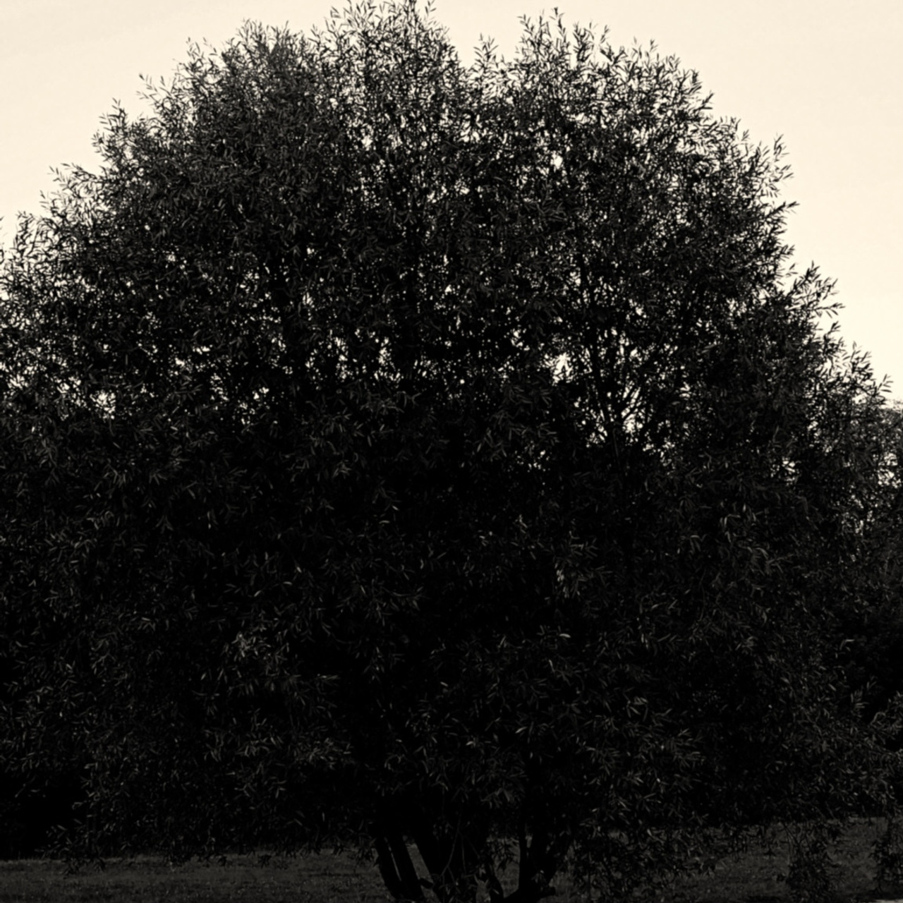 Liza. Главная