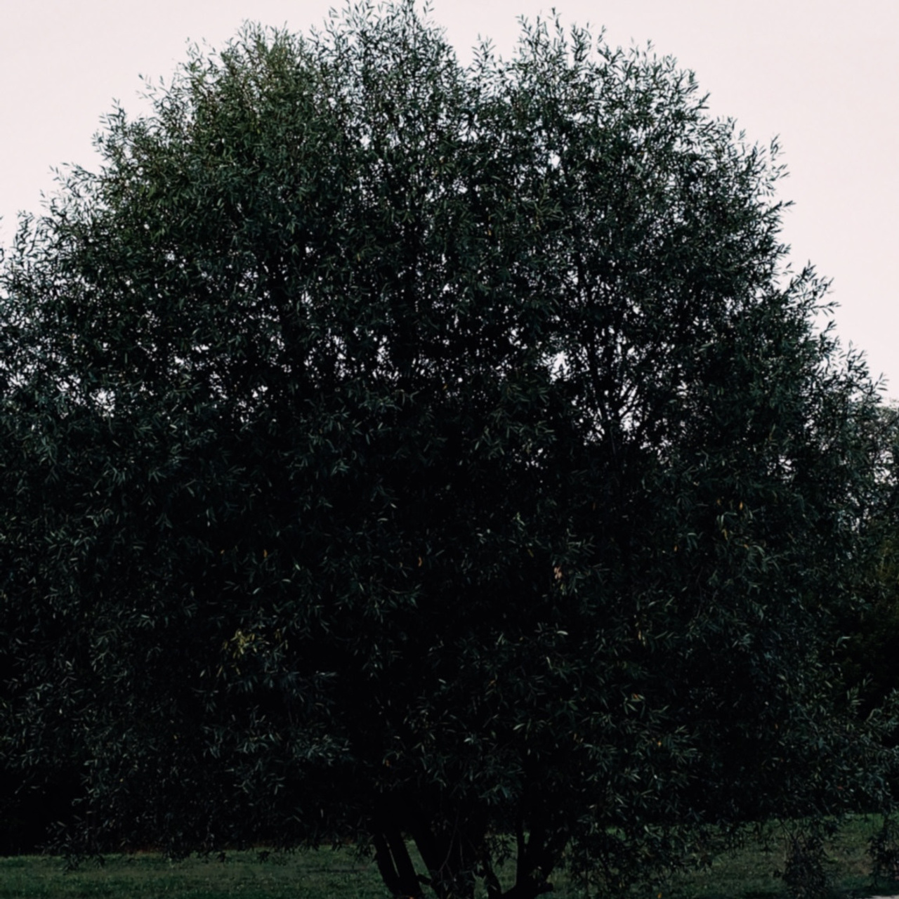 Liza. Главная