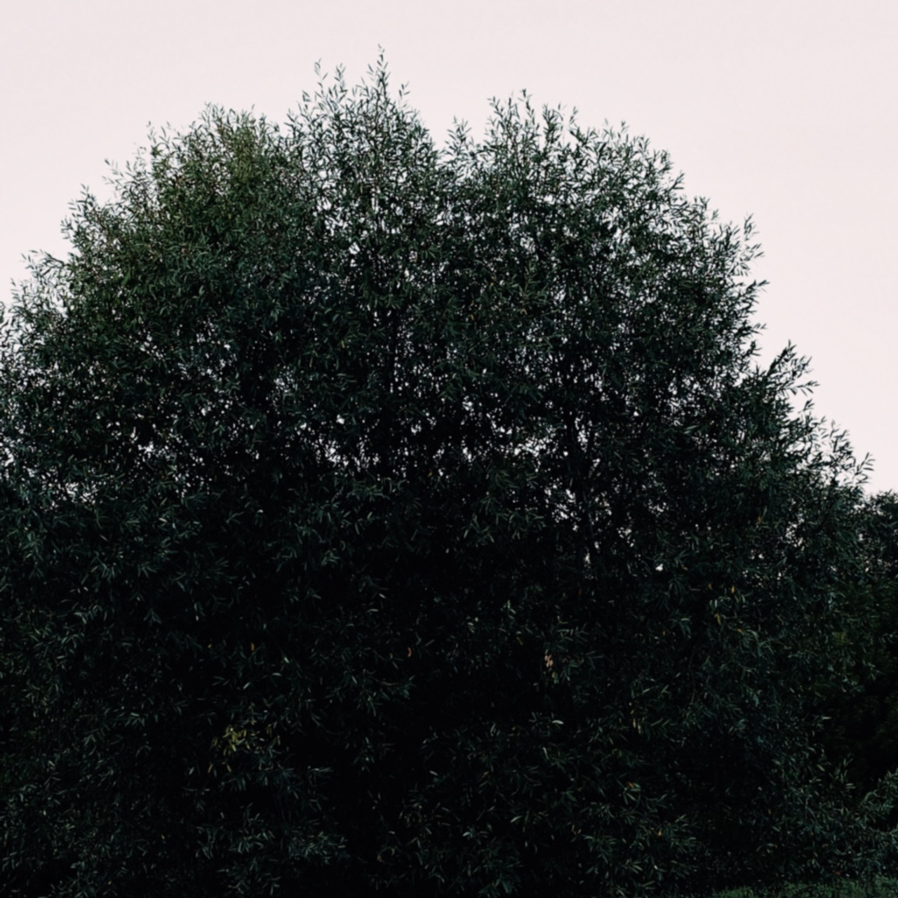 Liza. Главная