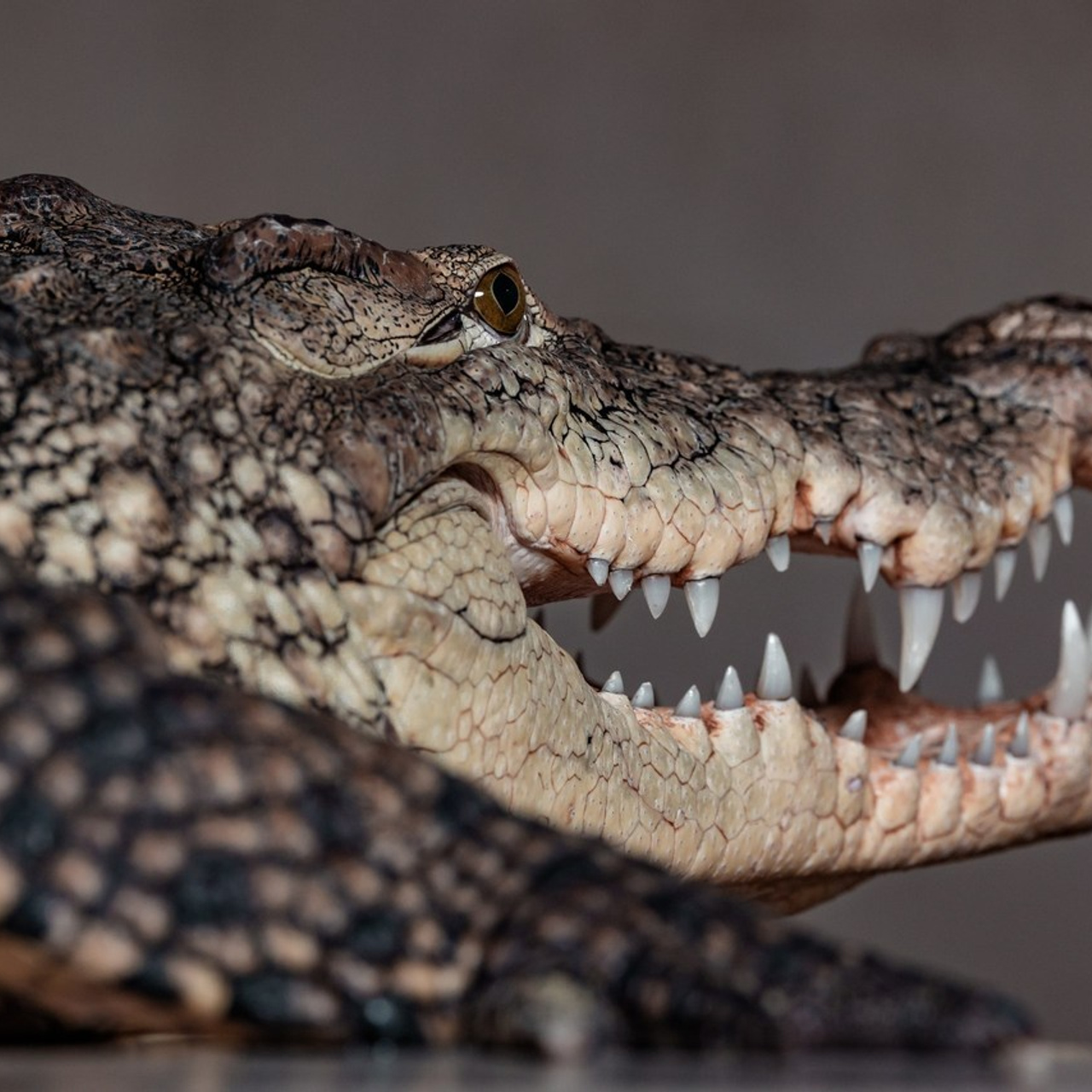 Отзывы. Фотограф — Дмитрий Щепанов