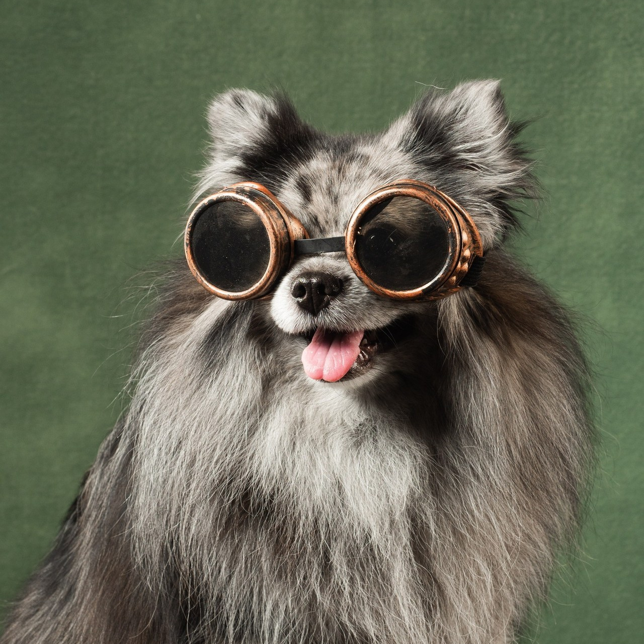 Отзывы. Фотограф животных и людей в Санкт-Петербурге Дарья Быстрицкая