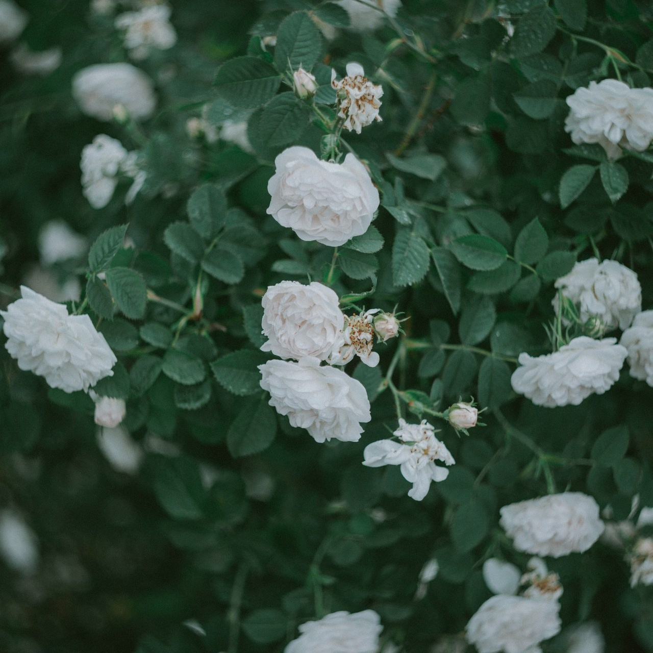 Отзывы. Свадебный и семейный фотограф город Темрюк Фотостудия Темрюк