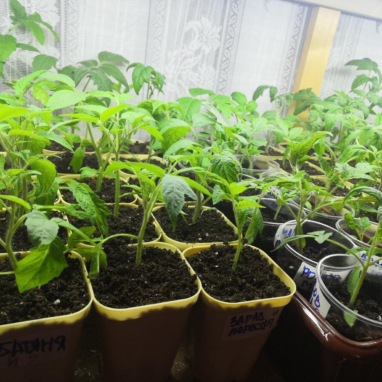 Результаты. Биогумус «Нижегородская земля»