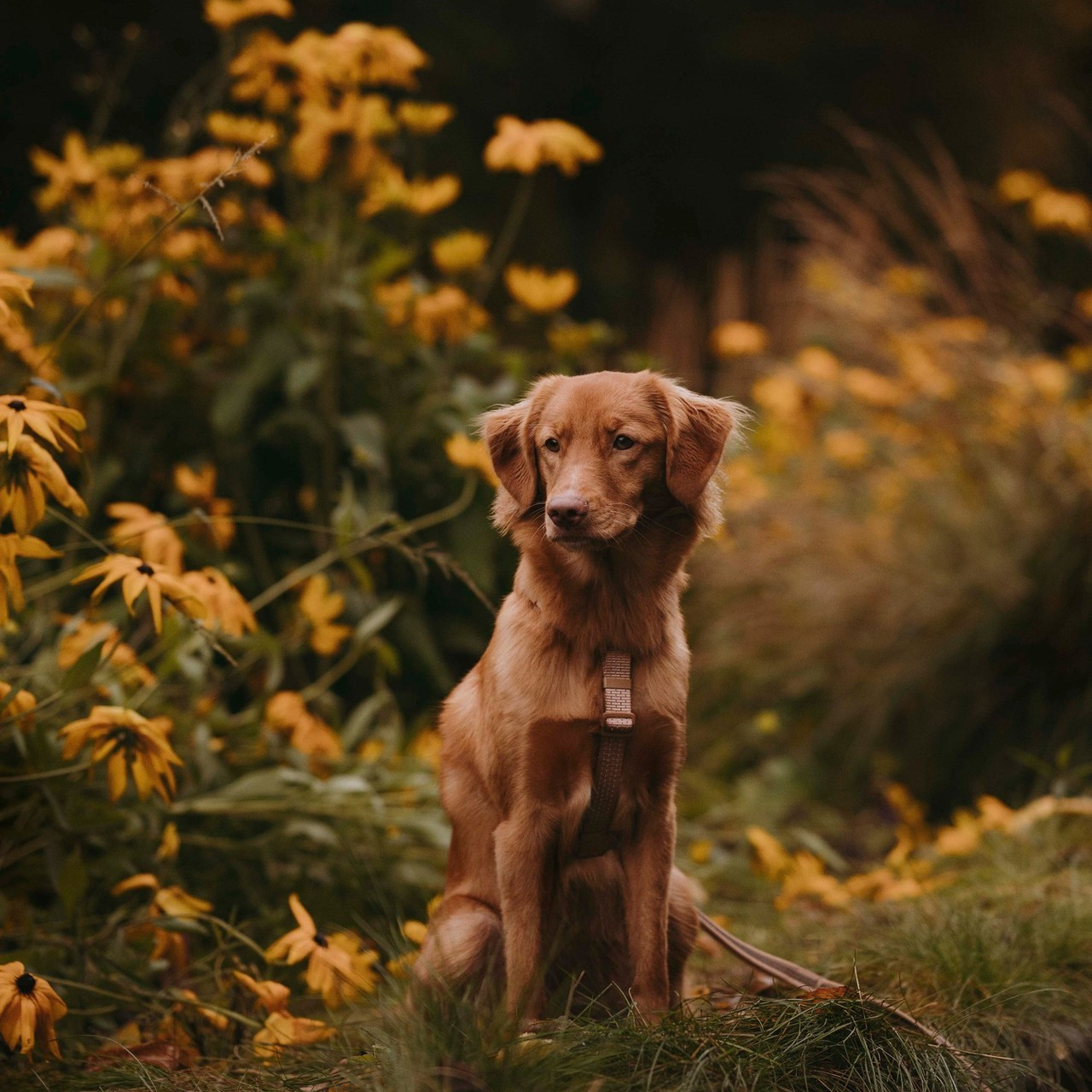 Отзывы. Фотограф- анималист Александра Матвеева