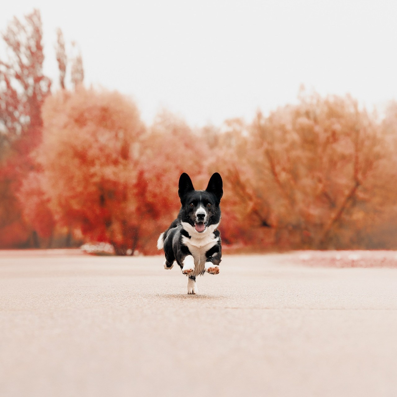 Отзывы. Фотограф- анималист Александра Матвеева