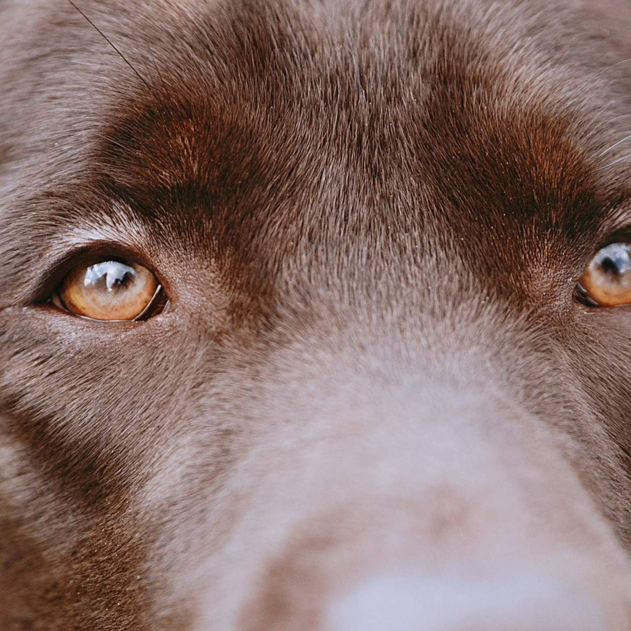 Отзывы. Фотограф- анималист Александра Матвеева