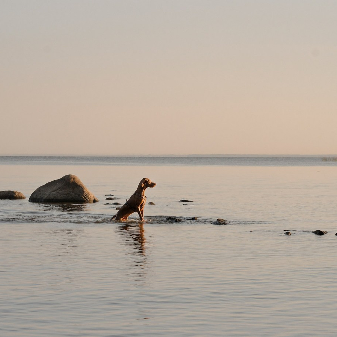 Отзывы. Фотограф- анималист Александра Матвеева